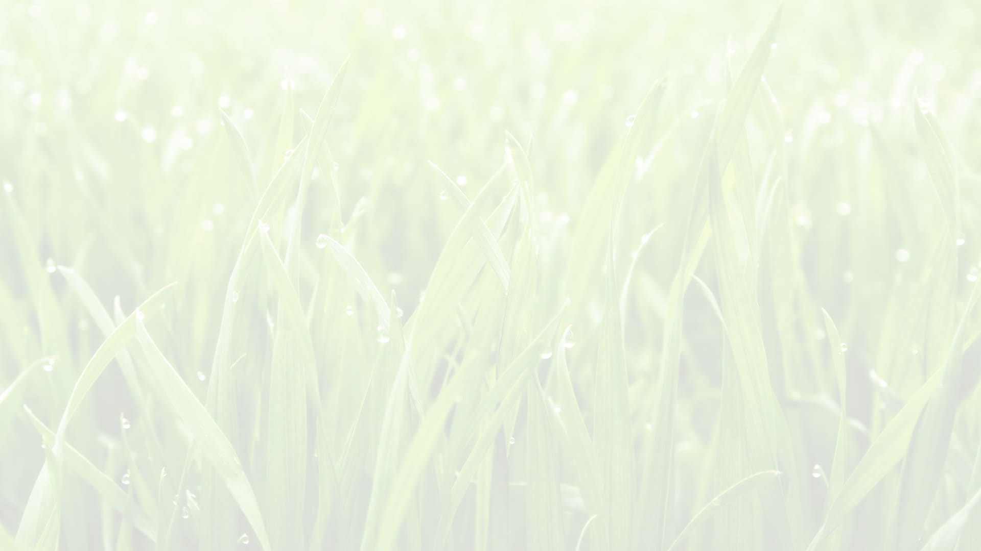 Grass Background