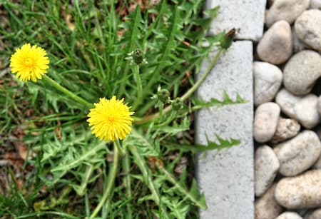 Effective Weed Control for a Healthier, Lush Lawn