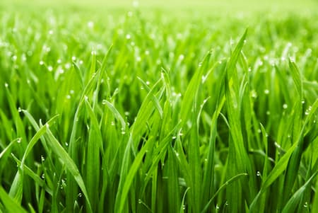 The Benefits of Overseeding: Achieve a Lush, Resilient Lawn