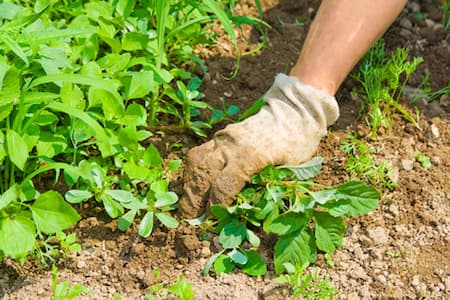 Weed Control